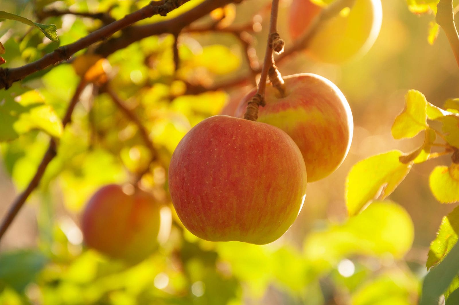 Apple on a tree in the Garden of Eden symbolizing the Fall of Adam and Eve, agency, and the beginning of God’s plan of salvation through the Atonement.