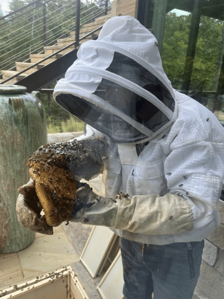bees