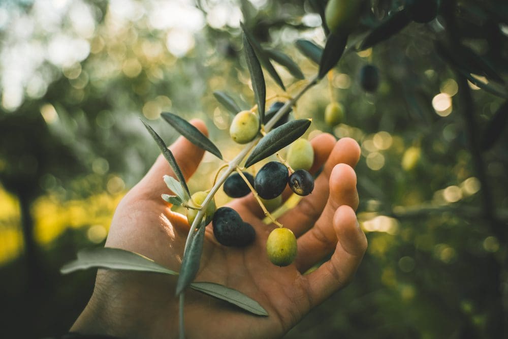 A close-up of an olive branch held in a hand, representing peace, reconciliation, and the enduring message of the gospel.