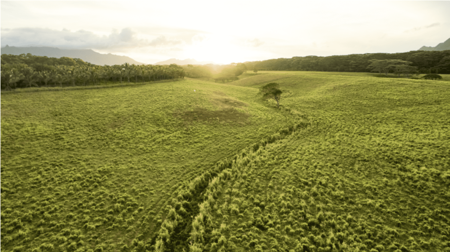 A lush green field at sunrise, representing spiritual renewal and the middle moments of faith growth.