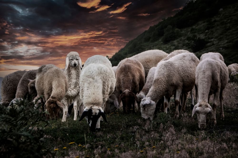 A serene flock of sheep grazing under a dramatic sunset sky, symbolizing themes of guidance, belonging, and spiritual watchfulness from the article.