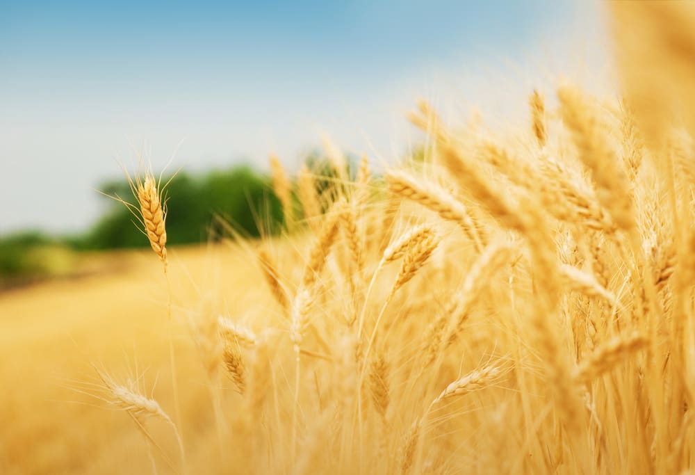Golden wheat field representing the Lord’s harvest in missionary and temple work.