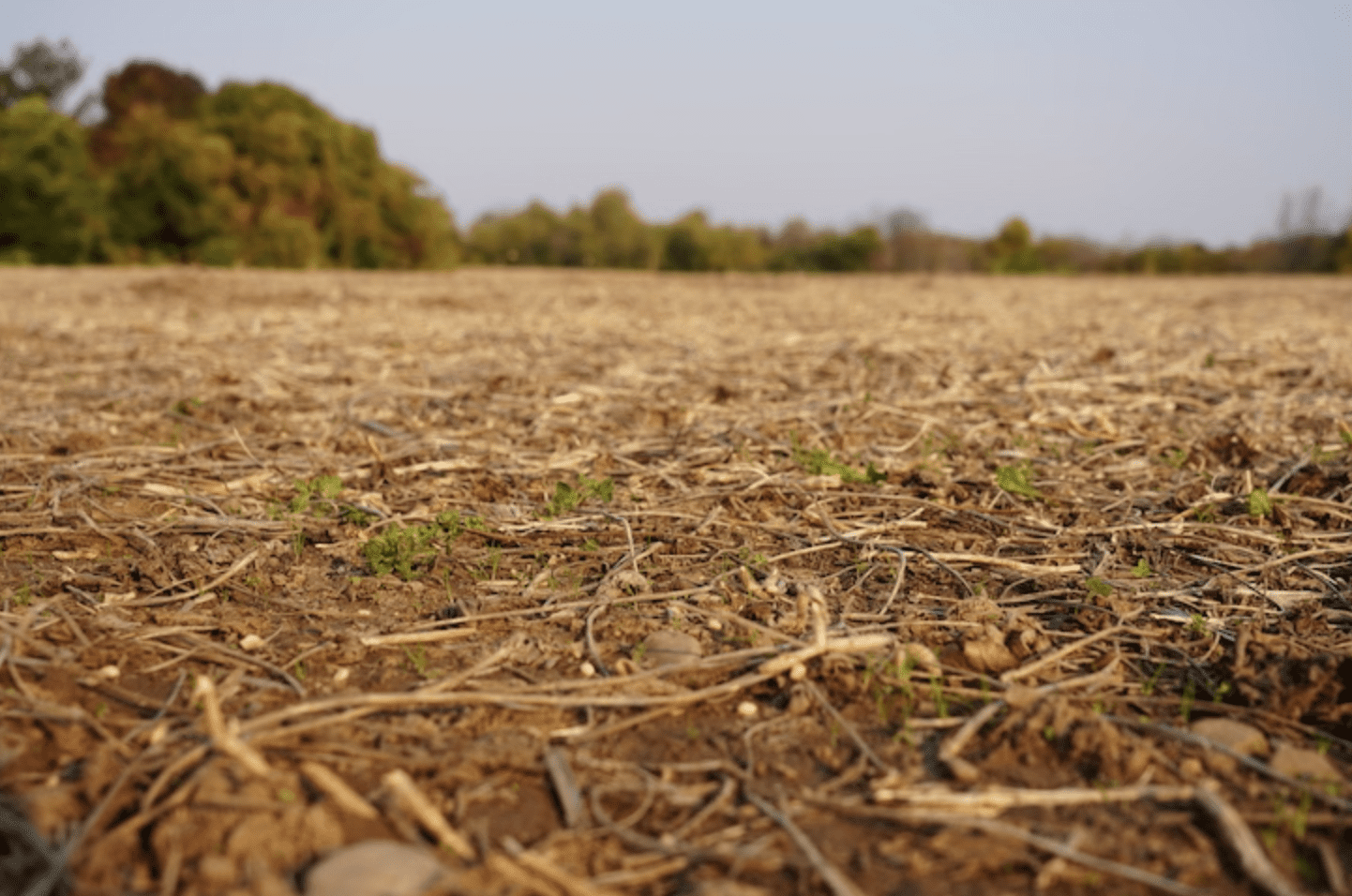 A dry, sparse field symbolizing Martin Harris’s sacrifice to print the Book of Mormon, as explored in Come Follow Me Podcast on Doctrine and Covenants 19.
