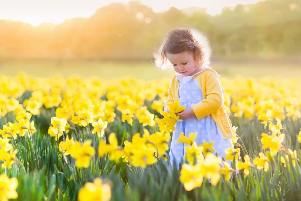 Toddler girl in a spring daffodil field at sunrise wearing a blue dress and yellow sweater