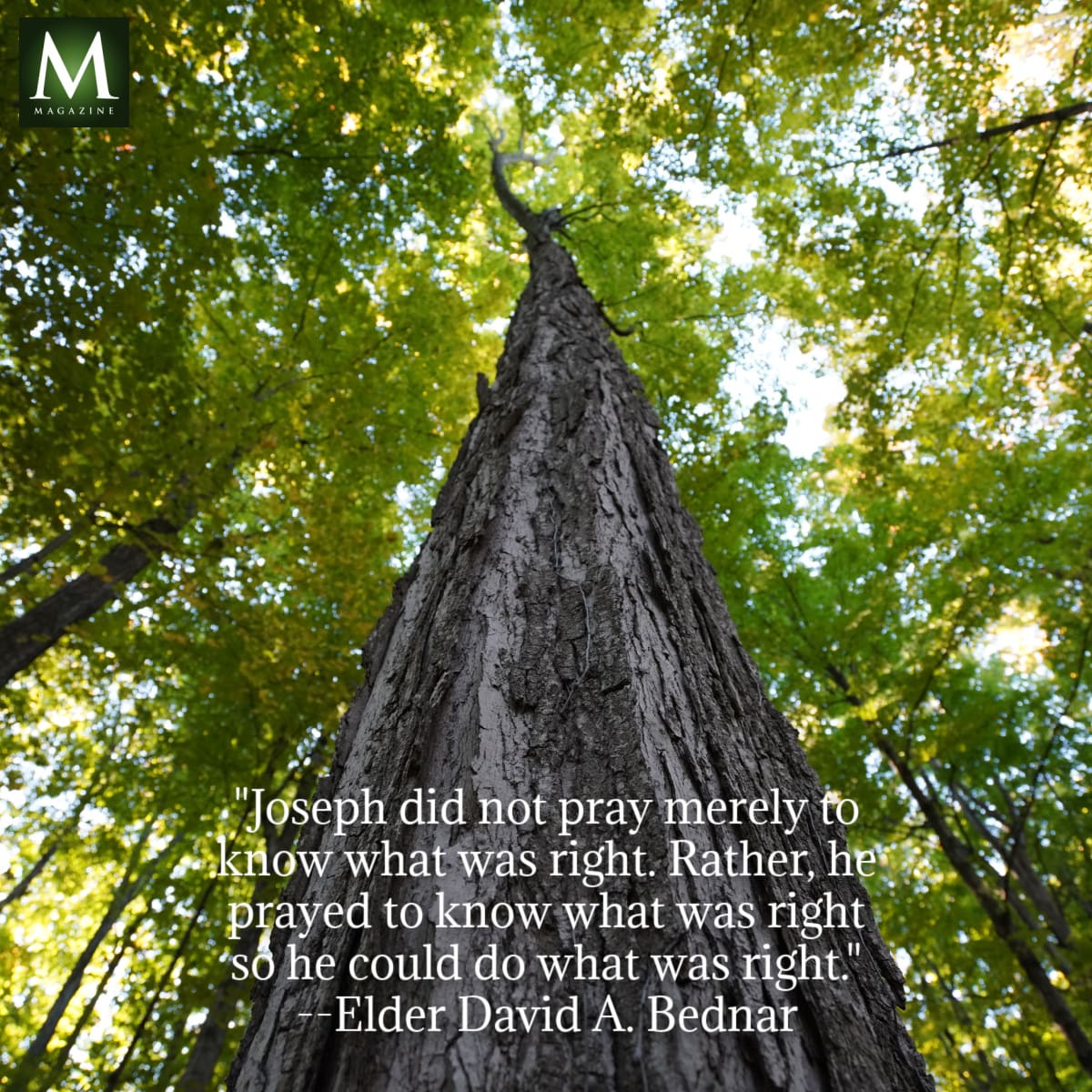 An upward view of a tall tree in the Sacred Grove surrounded by lush green leaves, symbolizing revelation and divine guidance. A quote from Elder David A. Bednar overlays the image, referencing Joseph Smith’s heartfelt prayer and intent to act upon revealed truth. This image was featured in Meridian Magazine’s Sunday General Conference memes to highlight eternal truths and inspiration from the April 2025 Latter-day Saint General Conference. The quote says: "Joseph did not pray merely to know what was right. Rather, he prayed to know what was right so that he could do what was right." 