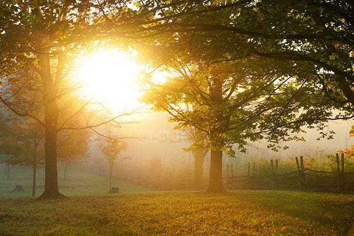 Sunlight breaking through trees symbolizing divine light and truth in Doctrine and Covenants 49–50 Come Follow Me podcast