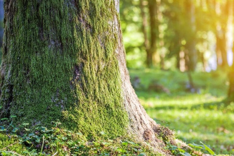 Mossy tree trunk in sunlit forest symbolizing the Sacred Grove and spiritual awakening