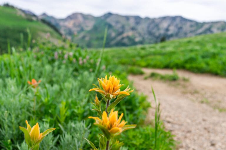 Wildflowers along Rock Canyon Trailhead in Provo, Utah, part of BYU’s restoration project to replace cheatgrass with native plants.