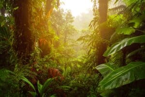 Mesoamerican jungle at sunrise, illustrating Book of Mormon geography and directional models.