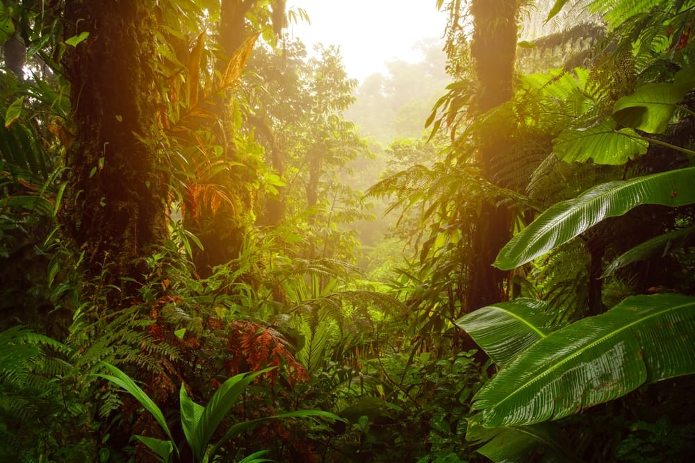 Mesoamerican jungle at sunrise, illustrating Book of Mormon geography and directional models.