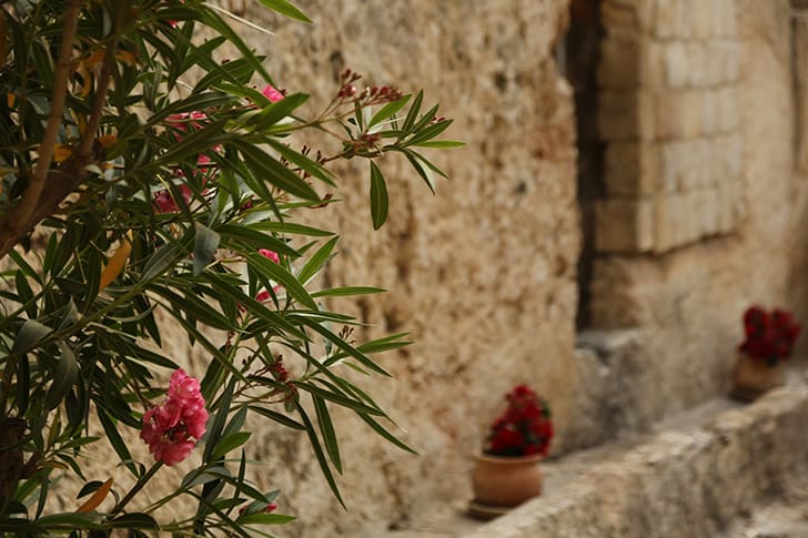 Pink blossoms near an ancient stone sepulcher in Jerusalem, symbolizing life, renewal, and the hope found through the Atonement of Jesus Christ.