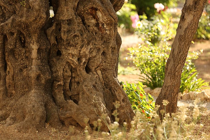 Close-up of an ancient olive tree trunk in Gethsemane, symbolizing endurance, sacrifice, and Christ’s infinite Atonement.