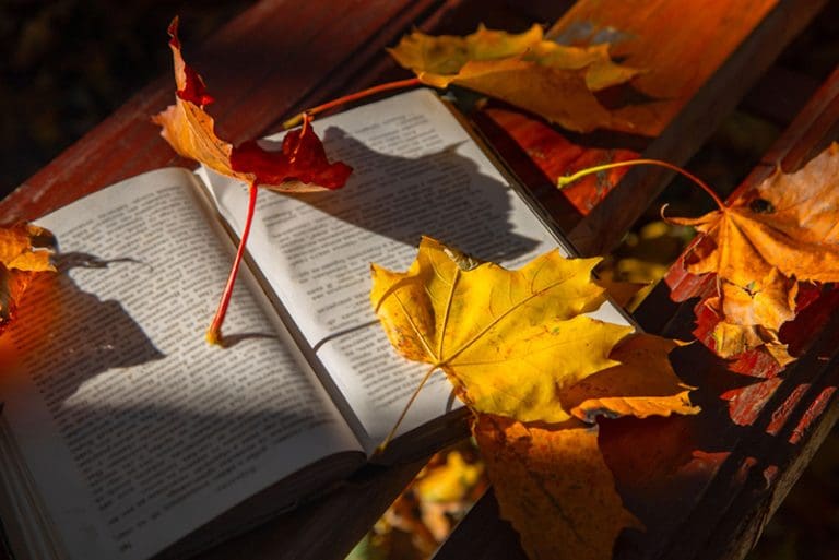 Autumn leaves on an open book outdoors, capturing the spirit of fall reading and children’s seasonal picture books.
