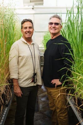 BYU professors Rick Jellen and Jeff Maughan stand in BYU’s greenhouse surrounded by oat plants as they lead groundbreaking oat genome research published in Nature, advancing genetic diversity and sustainable agriculture.