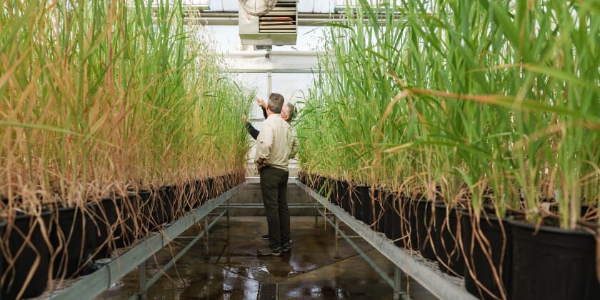 Inside a BYU greenhouse, researchers analyze tall oat plants as part of global oat genome research aimed at improving crop breeding, drought tolerance, and beta-glucan nutrition for future food sustainability.