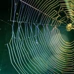 Large spider web glistening in the light, representing Janine’s encounter with southern state creepy critters while considering moving.