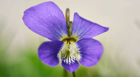 A delicate purple violet flower blooming in early spring, symbolizing humility and reflection during the season of Lent as Christians prepare their hearts for Easter and the Resurrection of Jesus Christ.