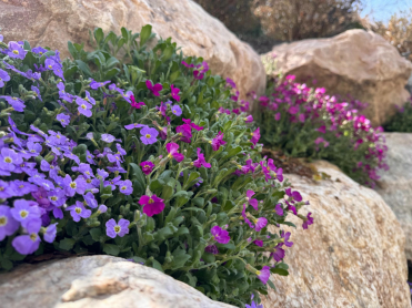 Bright spring flowers growing among rocks, symbolizing new life and renewal during the Easter season and the promise of the Resurrection of Jesus Christ.