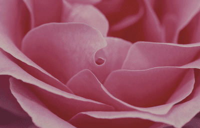 A soft pink rose in bloom representing Rose Sunday (Laetare Sunday), the midpoint of Lent when Christians rejoice in hope as Easter and the Resurrection of Jesus Christ draw near.