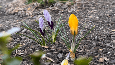 Early spring crocus flowers emerging from the soil, symbolizing new life and hope during Lent as Christians prepare for Easter and the promise of the Resurrection of Jesus Christ.