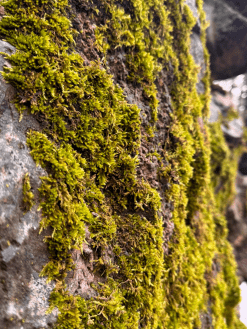 Bright green moss growing along a rocky surface, symbolizing renewal and life during the Easter season as believers reflect on the Resurrection of Jesus Christ.
