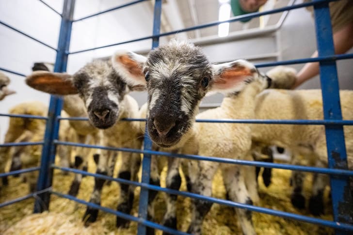 Lambs cared for by BYU-Idaho students as part of hands-on agricultural learning and Christ-centered service.