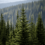 forest of trees showing wood wide web and tree communication symbolizing community of Saints and ministering