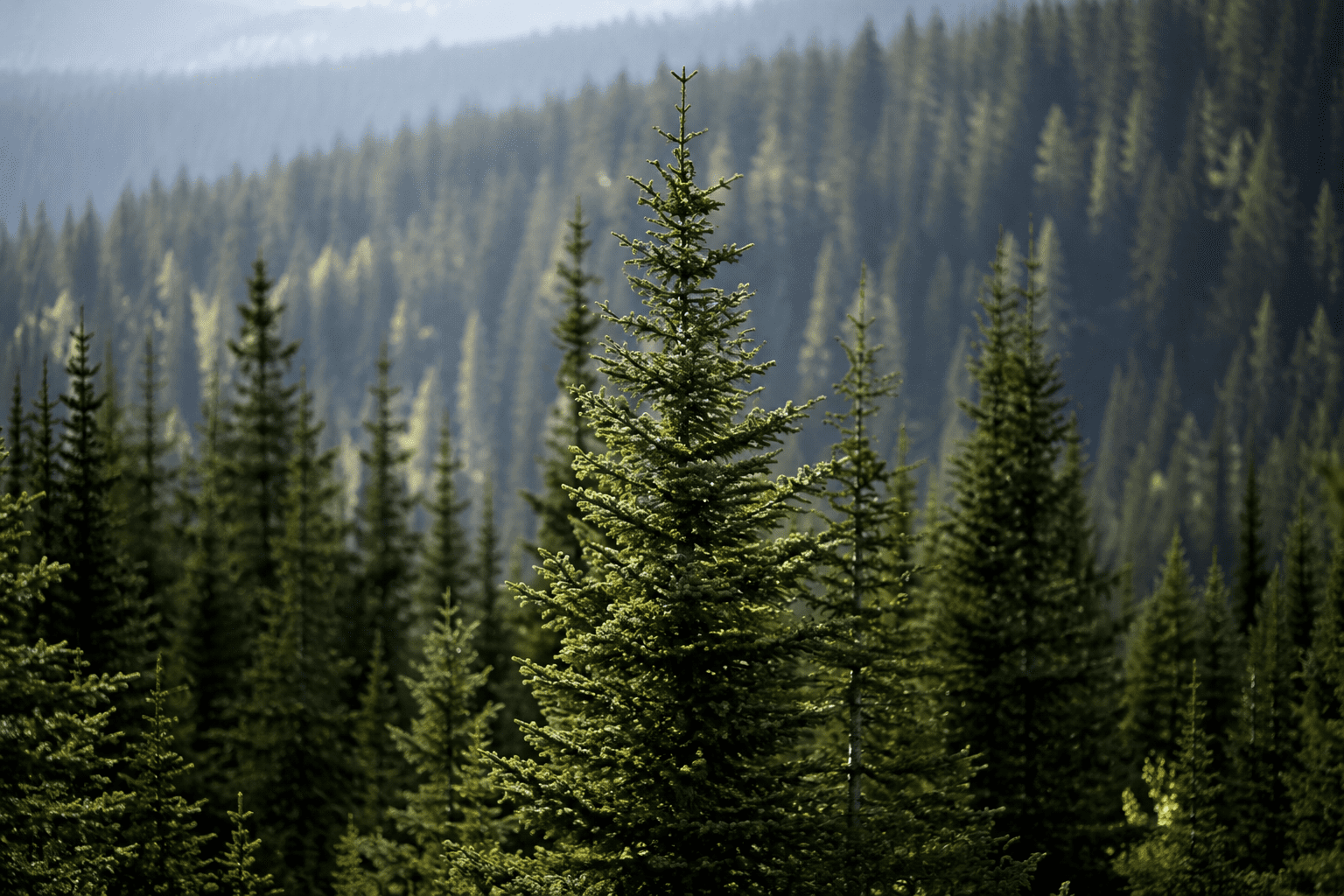 forest of trees showing wood wide web and tree communication symbolizing community of Saints and ministering