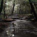 dark forest path symbolizing spiritual vulnerability and departure from doctrine in fringe religious movements