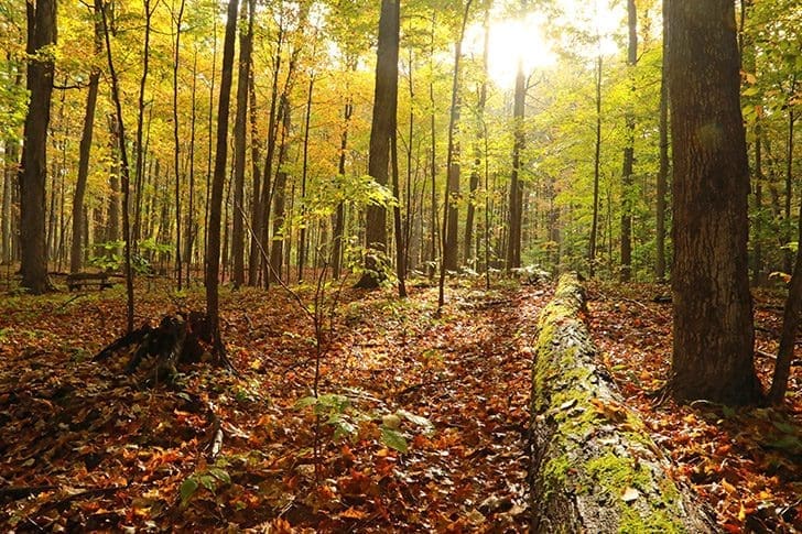 Sacred Grove Palmyra forest on Church History tour visiting Joseph Smith sites and early Church history locations