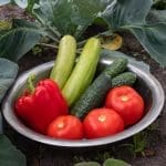 Fresh garden vegetables for food storage and emergency preparedness including tomatoes, cucumbers, zucchini, and peppers from a home garden.