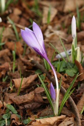 crocus iStock HenkBentlage