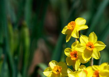daffodils