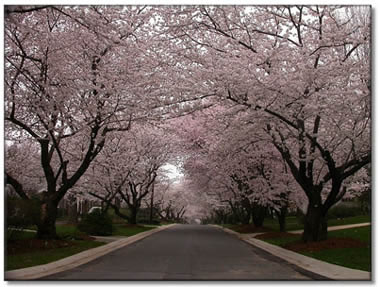 spring