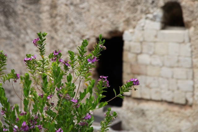 gardentomb_flowers_resized