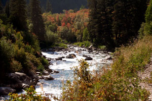 Weaver_Full-RedMaples