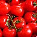 tomatoes3