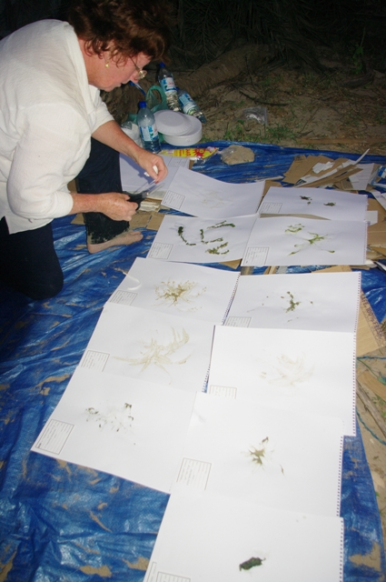 Aston_plantsIMGP4341