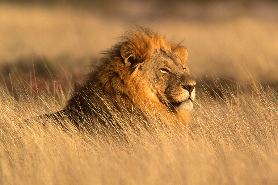 African_lion