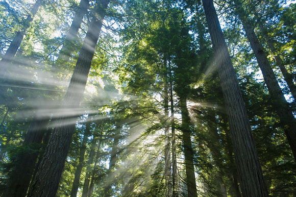 redwood
