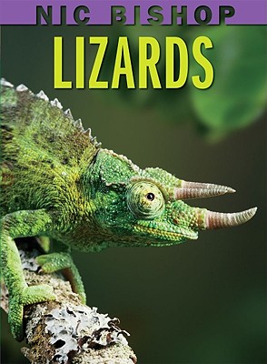 N lizards