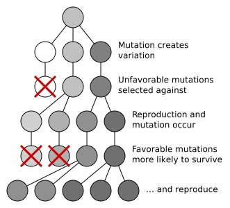 2 - Mutation and selection