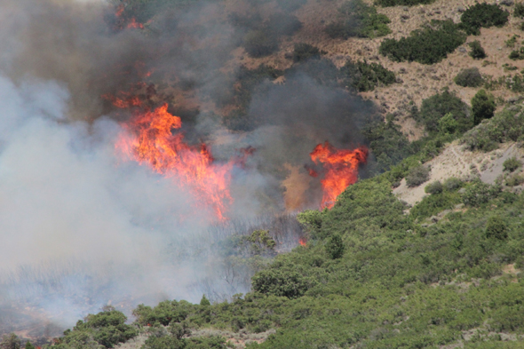 Alpinefire leapingflames