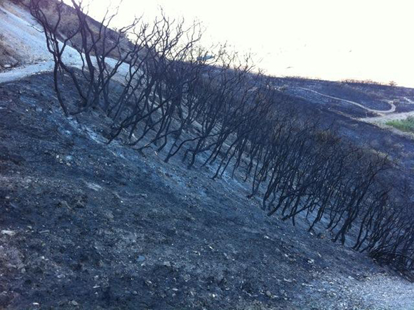 alpinefire burnedhillside