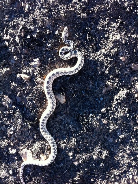 alpinehome rattlesnake
