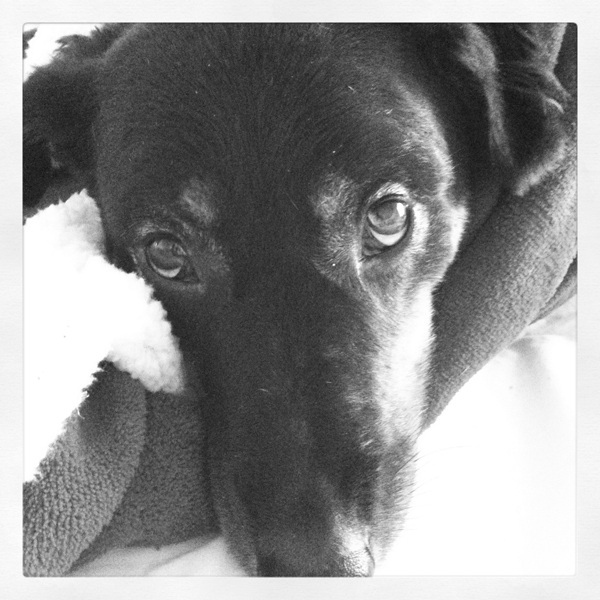 kaya dog