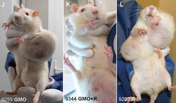 Rat1