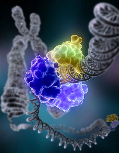 1 dna repair
