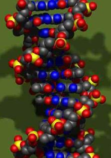 1 - DNA double helix