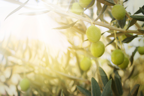 olivetree01